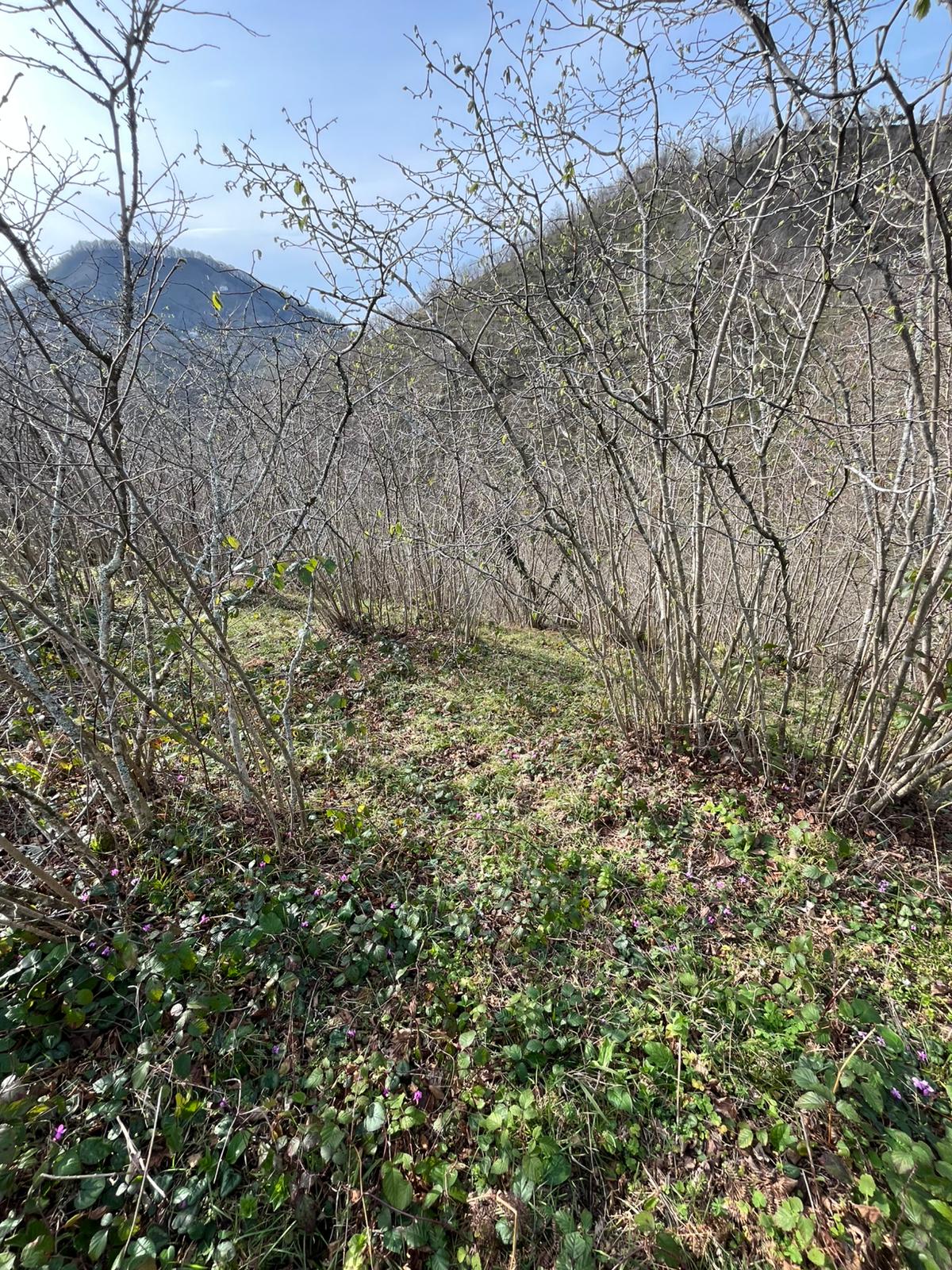 SATILIK FINDIK BAHCESİ( ARSA)